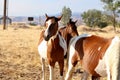 Band of wild American mustang horses Paints Pintos Royalty Free Stock Photo