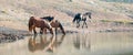 Band of wild horses reflecting in the water while drinking at the waterhole in the Pryor Mountains Wild Horse Range in Montana USA Royalty Free Stock Photo