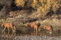 Herd of Wild Horses in the Salt River in the Arizona Desert Royalty Free Stock Photo