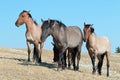 Band of Wild Horses walking on Sykes Ridge in the Pryor Mountains Wild Horse Range in Montana - US Royalty Free Stock Photo