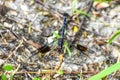 band-winged dragonlet skimmer dragonfly