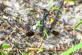 band-winged dragonlet skimmer dragonfly
