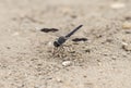 Band-winged dragonlet dragonfly closeup on sandy ground
