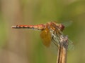 Band-winged Meadowhawk