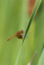 Band-winged Meadowhawk Dragonfly  702986 Royalty Free Stock Photo