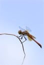 Band-winged Meadowhawk Dragonfly    703452 Royalty Free Stock Photo