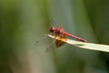 Band-winged Meadowhawk Dragonfly  702758 Royalty Free Stock Photo