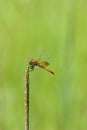 Band-winged Meadowhawk Dragonfly  703413 Royalty Free Stock Photo