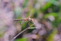 Band-winged Meadowhawk Dragonfly Royalty Free Stock Photo