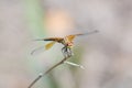 A Band-winged Meadowhawk dragonfly Royalty Free Stock Photo