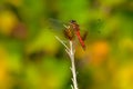 Band-winged Meadowhawk Dragonfly - Sympetrum semicinctum Royalty Free Stock Photo