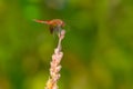 Band-winged Meadowhawk Dragonfly - Sympetrum semicinctum Royalty Free Stock Photo