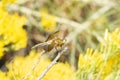 Band-winged Meadowhawk Dragonfly Sympetrum semicinctum Perched on a Branch Royalty Free Stock Photo