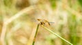 Band-winged Meadowhawk Dragonfly Sympetrum semicinctum Perched on Vegetation with a Colorful Background in Colorado Royalty Free Stock Photo