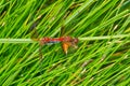 Band-winged Meadowhawk Dragonfly - Sympetrum semicinctum