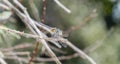 Band-winged Meadowhawk Sympetrum semicinctum Perched on a Branch Royalty Free Stock Photo