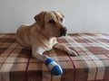 Bandage, Wrap or Splint for injured dog