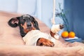 Bandaged dog patient with broken arm, paw lies in bed in hospital Vet clinic Royalty Free Stock Photo