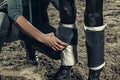 Bandaging horses` legs with a bandage.