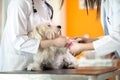 Bandaging hurt paw of Maltese dog