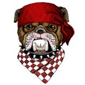 Bulldog, dog. Portrait of cute animal. Bandana. Pirate. Motorcycle.