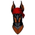 Dog, doberman. Portait of animal. Bandana. Pirate. Motorcycle.