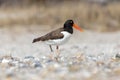 Banded American oystercatcher Haematopus palliatus on the beach at Barnegat Lighthouse State Park, New Jersey, USA Royalty Free Stock Photo