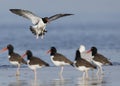 Banded American Oystercatcher landing - Jekyll Island, Georgia Royalty Free Stock Photo