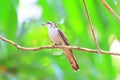 Banded Bay Cuckoo Royalty Free Stock Photo