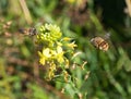 Banded bee approaches honey bee