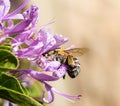 Banded bee in purple flower Royalty Free Stock Photo