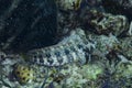 Banded Blenny Salarias fasciatus