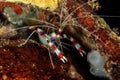 Banded Boxer Shrimp