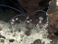 Banded boxer shrimp