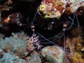 Banded Boxer Shrimp Stenopus hispidus