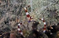 A Banded Boxer Shrimp (Stenopus hispidus) in Florida Royalty Free Stock Photo
