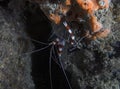A Banded Boxer Shrimp (Stenopus hispidus) in Florida Royalty Free Stock Photo