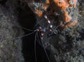 A Banded Boxer Shrimp (Stenopus hispidus) in Florida