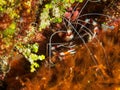 Banded Boxer shrimp, underwater world