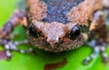 Banded bull frog on green lotus leaf, Royalty Free Stock Photo