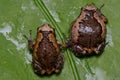 Cute Banded Bullfrogs Kaloula pulchra