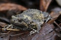 Banded bullfrog or Asian narrowmouth toads Royalty Free Stock Photo