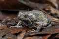 Banded bullfrog or Asian narrowmouth toads Royalty Free Stock Photo