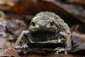 Banded bullfrog or Asian narrowmouth toads Royalty Free Stock Photo