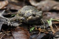 Banded bullfrog or Asian narrowmouth toads Royalty Free Stock Photo
