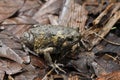 Banded bullfrog or Asian narrowmouth toads Royalty Free Stock Photo