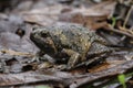 Banded bullfrog or Asian narrowmouth toads