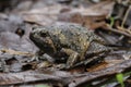 Banded bullfrog or Asian narrowmouth toads Royalty Free Stock Photo