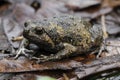 Banded bullfrog or Asian narrowmouth toads Royalty Free Stock Photo