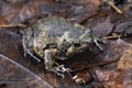 Banded bullfrog or Asian narrowmouth toads Royalty Free Stock Photo